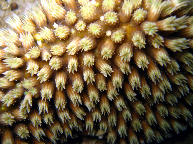 Galaxea coral (Galaxea fascicularis), Pulau Badas, Indonesia