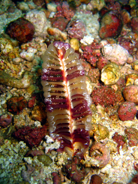 Seapen (Virgularia sp.), Puerto Galera, Mindoro, Philippines