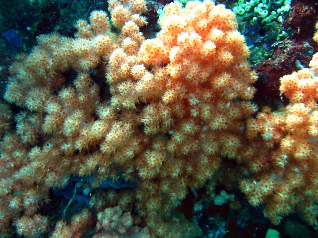 Tree soft coral (Nephtheidae), Pulau Aur, West Malaysia