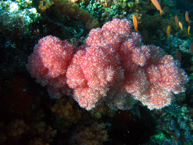 Tree soft coral (Nephtheidae), Pulau Aur, West Malaysia