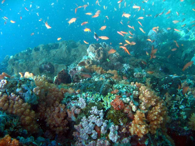 Tree soft coral (Nephtheidae), Pulau Aur, West Malaysia