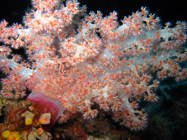 Tree soft coral (Nephtheidae), Pulau Aur, West Malaysia