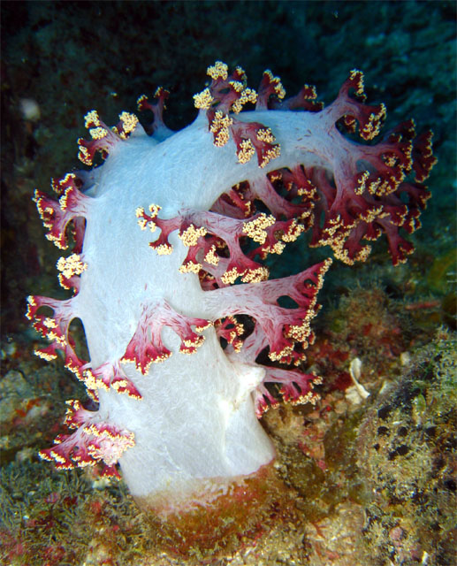 Tree soft corals (Nephtheidae), Pulau Aur, West Malaysia