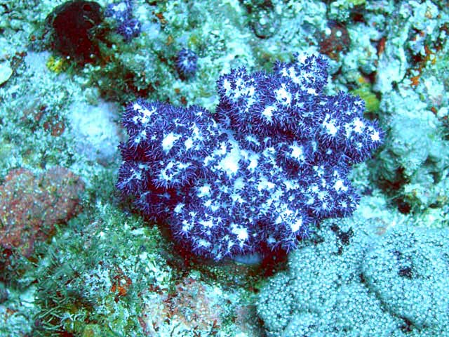 Soft coral, Pulau Aur, West Malaysia