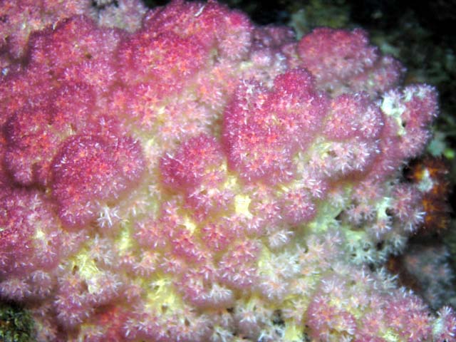 Tree soft coral (Nephtheidae), Pulau Aur, West Malaysia