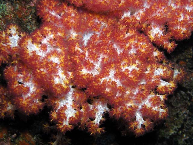 Tree soft coral (Nephtheidae), Pulau Aur, West Malaysia