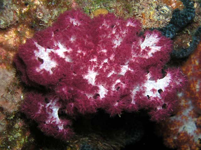 Tree soft coral (Nephtheidae), Pulau Aur, West Malaysia