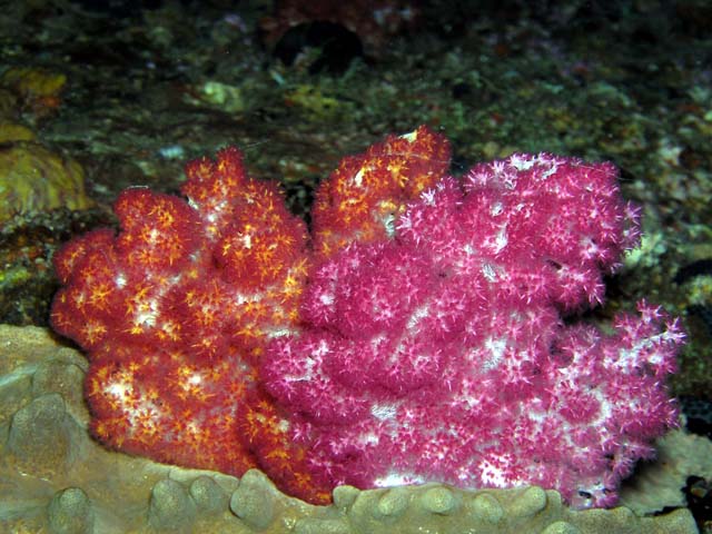 Tree soft coral (Nephtheidae), Pulau Aur, West Malaysia