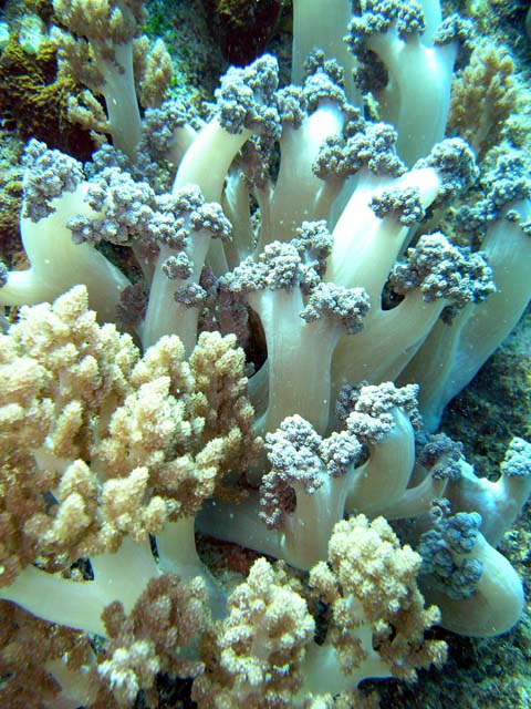 Broccoli soft coral (Nephtheidae), Pulau Aur, West Malaysia
