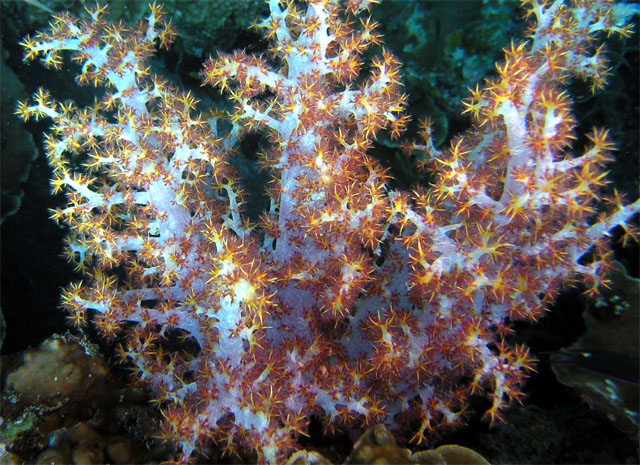 Tree soft coral, Pulau Tioman, West Malaysia