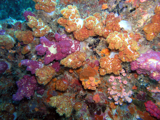 Tree soft corals (Nephtheidae), Pulau Aur, West Malaysia