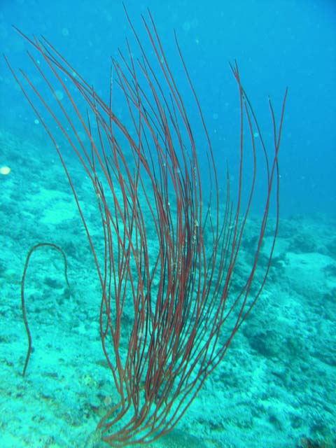 Whip coral, Pulau Aur, West Malaysia