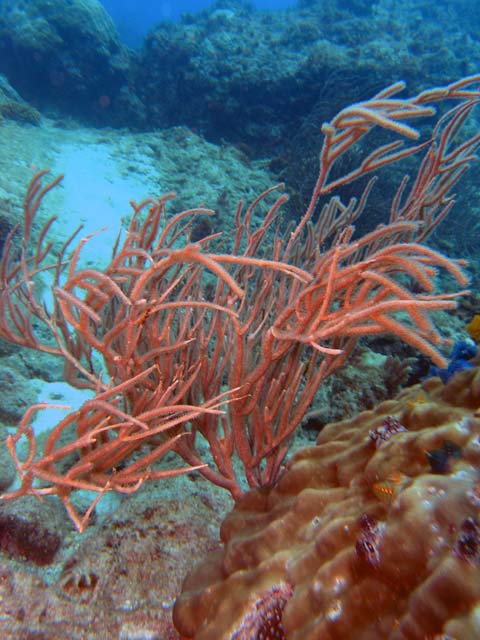 Whip coral (Ellisella sp.), Pulau Aur, West Malaysia