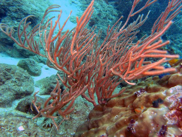 Whip coral (Ellisella sp.), Pulau Aur, West Malaysia