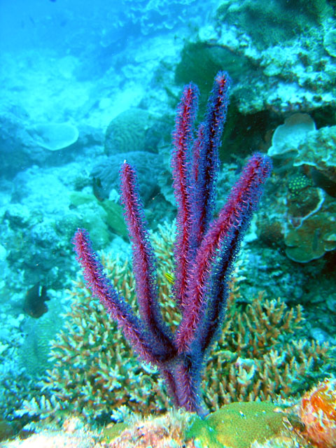 Whip coral, Pulau Redang, West Malaysia
