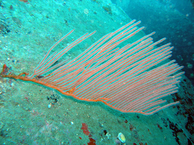 Whip coral, Pulau Tioman, West Malaysia