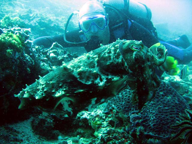 Michael & Broadclub cuttlefish, Bali, Indonesia