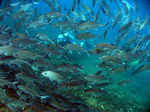 Michael & school of Jackfish, Bali, Indonesia