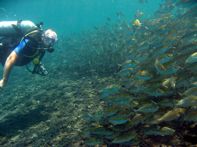 Michael & school of Fusiliers, Bali, Indonesia