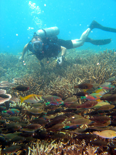Michael & school of Parrotfish, Pulau Tioman, West Malaysia