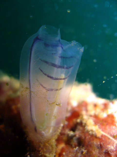 Ascidian, Subic Bay, Philippines