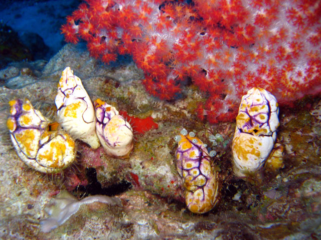 Golden sea squirt (Polycarpa aurata), Pulau Badas, Indonesia
