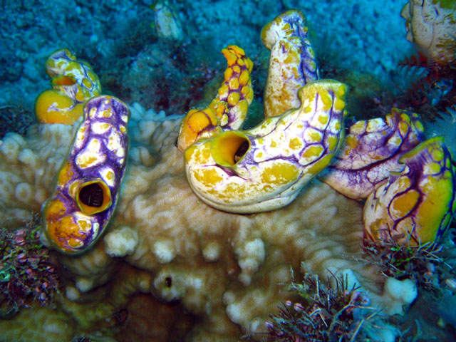Golden sea squirt (Polycarpa aurata), Pulau Badas, Indonesia