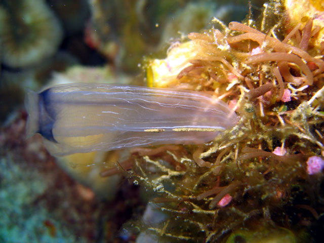 Ascidian, Pulau Badas, Indonesia