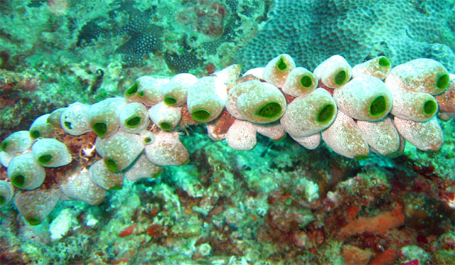 Robust sea squirt (Atriolum robustum), Pulau Aur, West Malaysia