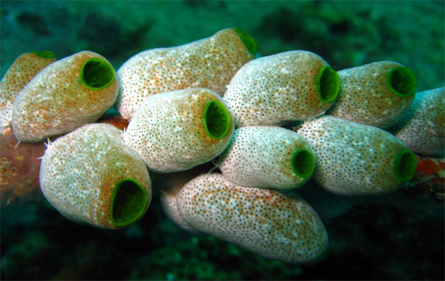 Robust sea squirt (Atriolum robustum), Pulau Aur, West Malaysia