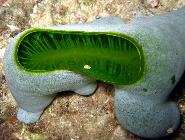Sea squirt, Pulau Aur, West Malaysia