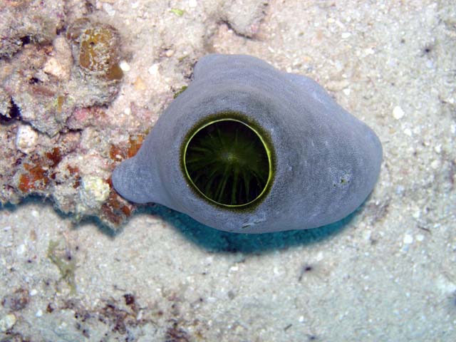 Sea squirt, Pulau Aur, West Malaysia
