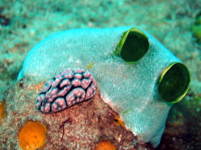 Green urn sea squirt (Didemnum molle) with nudibranch (Phyllidia sp.), Pulau Aur, West Malaysia