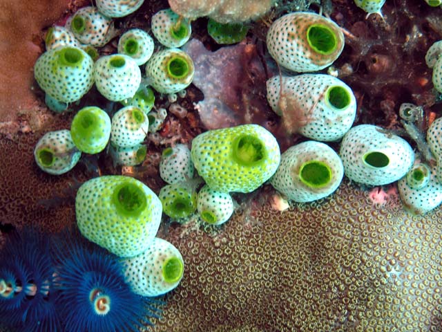 Robust sea squirt (Atriolum robustum), Pulau Aur, West Malaysia