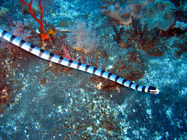 Yellow-lipped sea krait or Banded sea snake (Laticauda colubrina), Bali, Indonesia