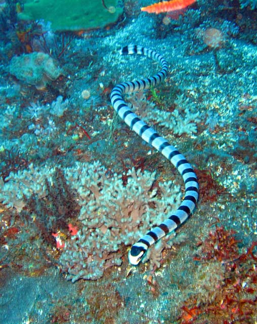 Yellow-lipped sea krait or Banded sea snake (Laticauda colubrina), Bali, Indonesia