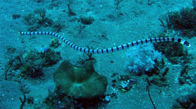 Yellow-lipped sea krait or Banded sea snake (Laticauda colubrina), Bali, Indonesia