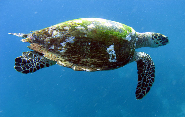 Hawksbill turtle (Eretmochelys imbricata), Bali, Indonesia