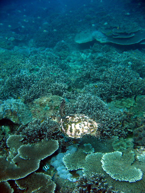 Green turtle (Chelonia mydas), Bali, Indonesia