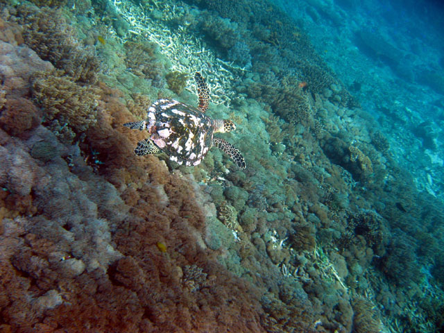 Green turtle (Chelonia mydas), Bali, Indonesia