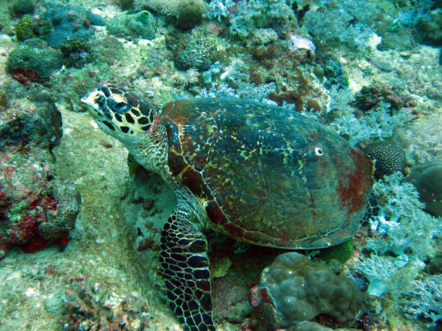 Hawksbill turtle (Eretmochelys imbricata), Puerto Galera, Mindoro, Philippines