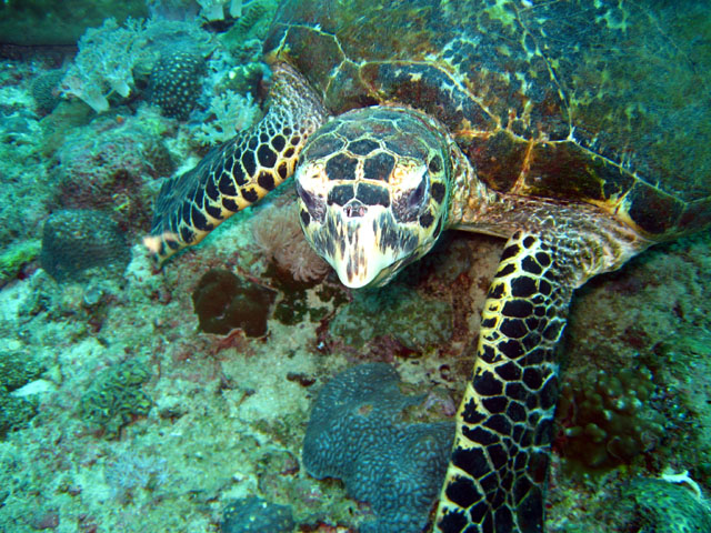 Hawksbill turtle (Eretmochelys imbricata), Puerto Galera, Mindoro, Philippines