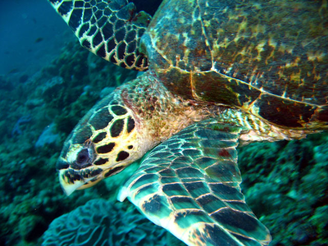 Hawksbill turtle (Eretmochelys imbricata), Puerto Galera, Mindoro, Philippines