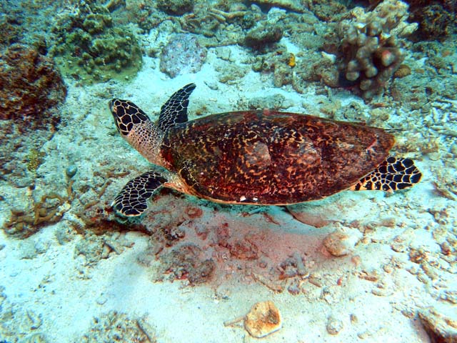 Hawksbill turtle (Eretmochelys imbricata), Pulau Aur, West Malaysia