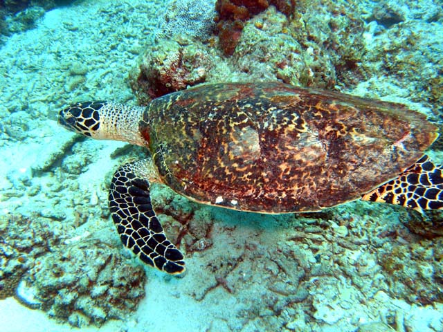 Hawksbill turtle (Eretmochelys imbricata), Pulau Aur, West Malaysia