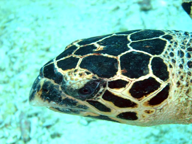 Hawksbill turtle (Eretmochelys imbricata), Pulau Aur, West Malaysia