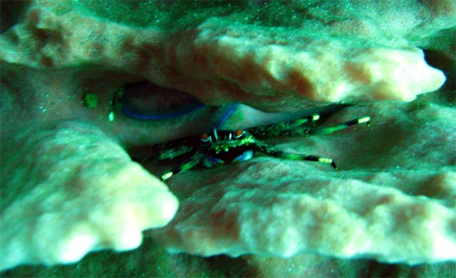 Shore crab (Grapsidae family), Bali, Indonesia