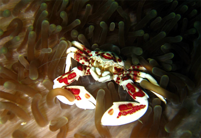 Oshimas porcelain crab (Neopetrolisthes oshimai), Puerto Galera, Mindoro, Philippines
