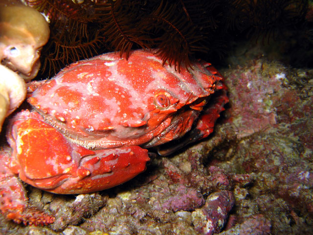 Round crab (Etisus splendidus), Pulau Badas, Indonesia