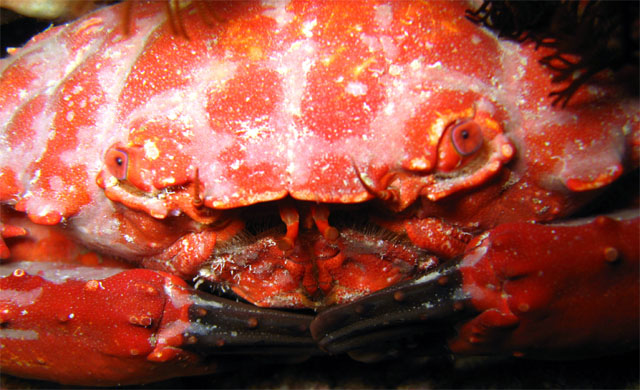 Round crab (Etisus splendidus), Pulau Badas, Indonesia